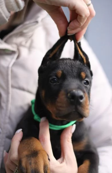 Dobermann cuccioli | Foto 6