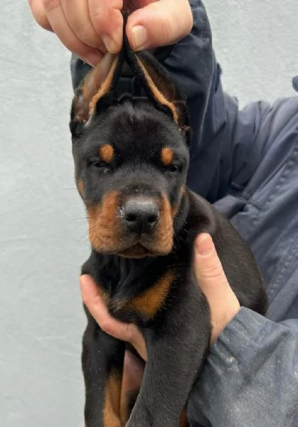 Dobermann cuccioli