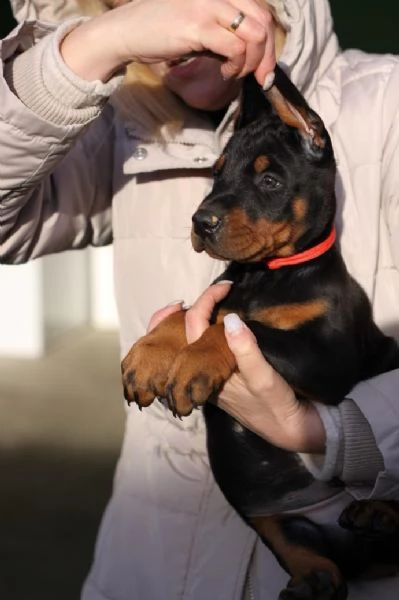 Dobermann cuccioli | Foto 4