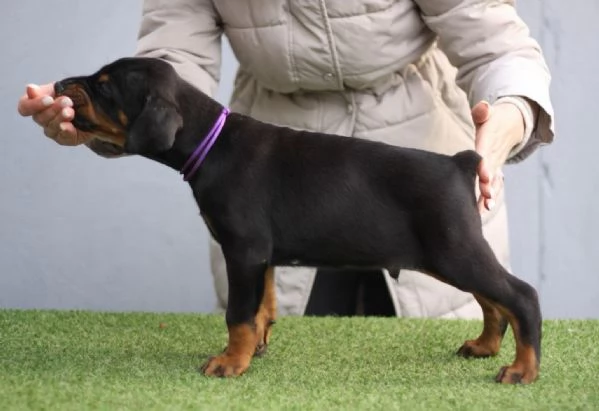 Dobermann cuccioli | Foto 1