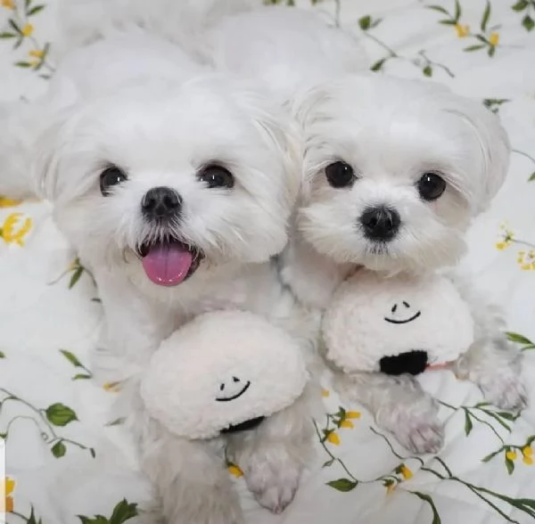 Disponibili 2 cuccioli di Maltese toy 