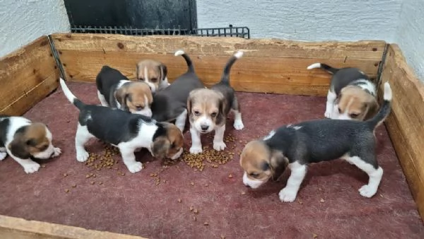 Cuccioli di beagle in regalo | Foto 0