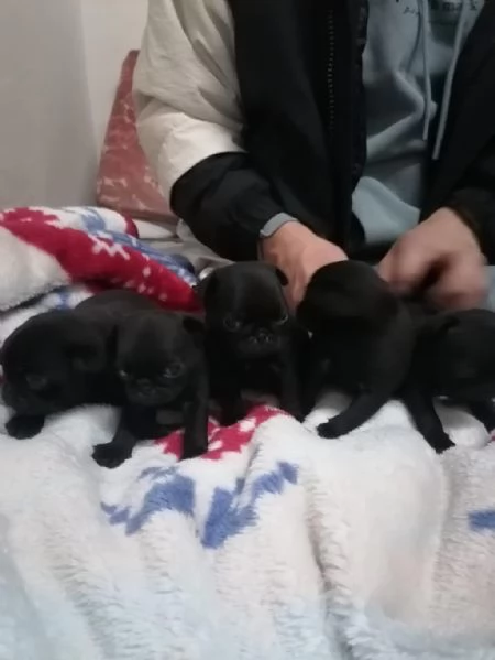 Cuccioli di carlino regalo