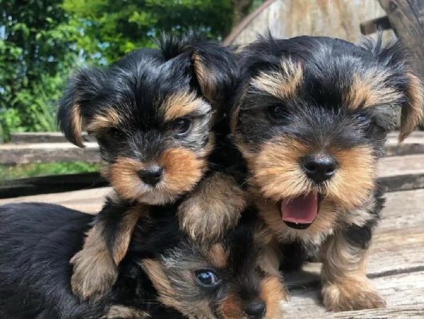 Regala cuccioli di yorkshire
