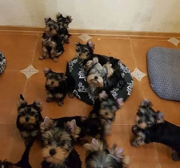 Regala cuccioli di yorkshire | Foto 1