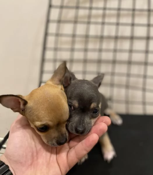 Regalo Cuccioli di Chihuahua taglia piccola | Foto 2