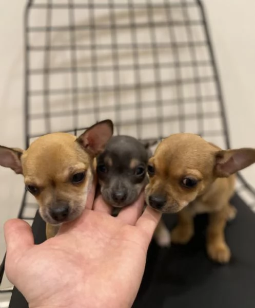 Regalo Cuccioli di Chihuahua taglia piccola
