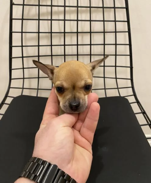 Regalo Cuccioli di Chihuahua taglia piccola | Foto 1