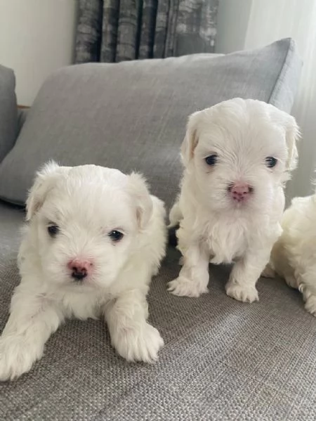 Regalo Cuccioli di Maltese taglia piccola | Foto 1