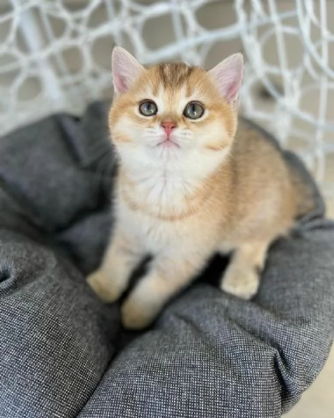 Due cucciole british shorthair