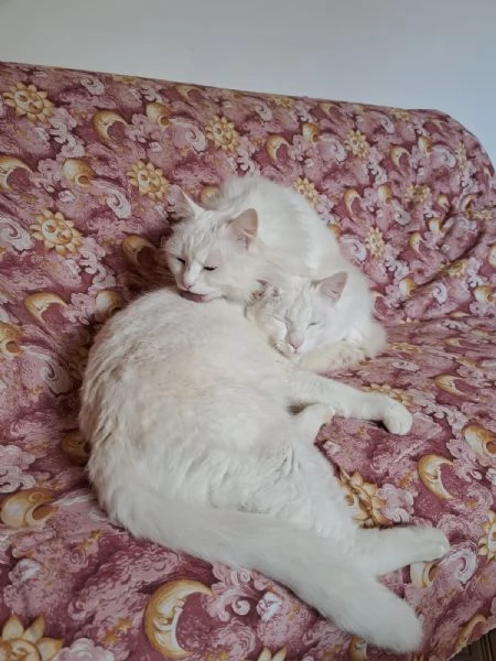 Regalo due gatti | Foto 0