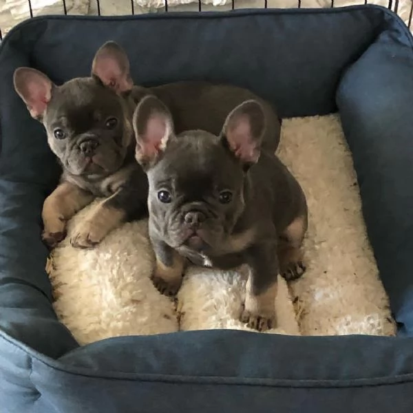 Cuccioli di Bulldog francese ben addestrati