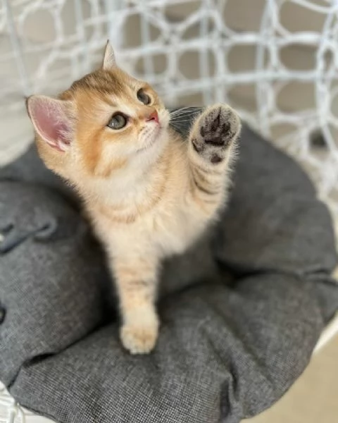 Cuccioli British shorthair