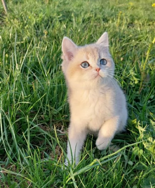 Cucciolo di British Shorthair 