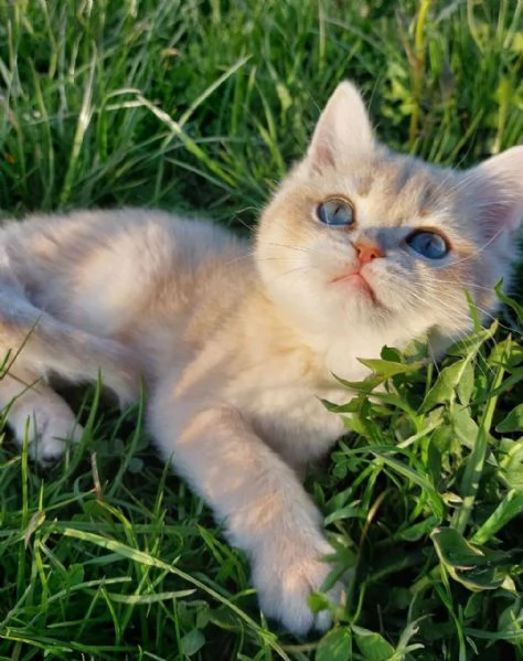 Cucciolo di British Shorthair  | Foto 0