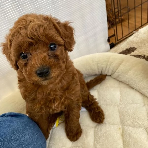 Bellissimi cuccioli barboncini 