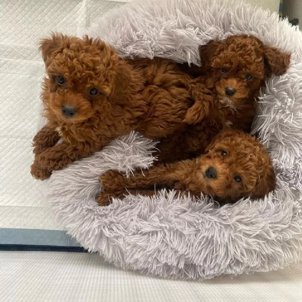 Barbone nano pedigree enci