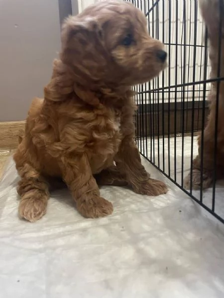 Cuccioli di barboncini Toy