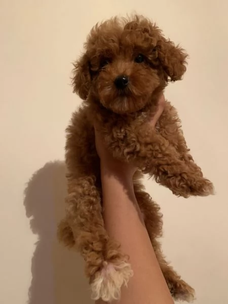 Cuccioli di taglia piccola ANCHE A RATE