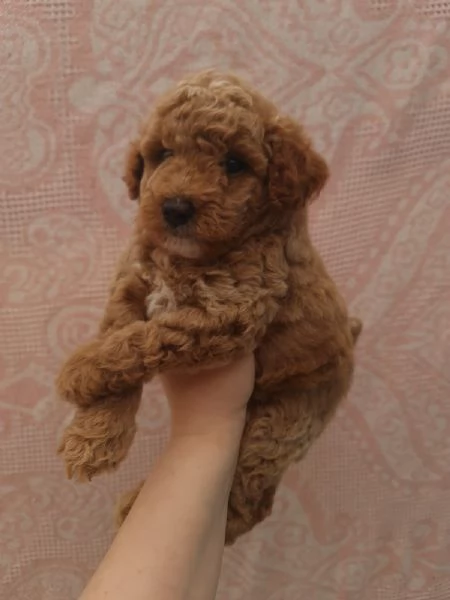 Barboncino Toy maschio con pedigree