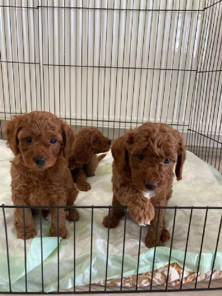 Cuccioli di barboncino