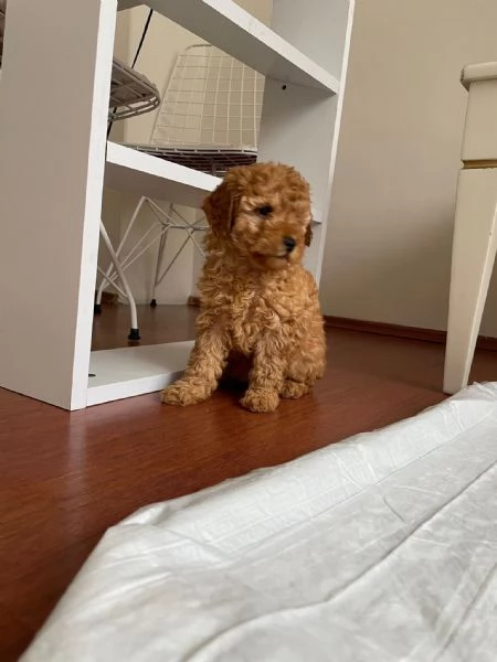 Barboncina toy cucciola