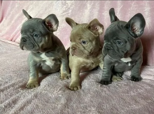 cuccioli di boluedogue francese blue | Foto 1