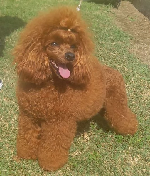 Rosso Barboncino | Foto 1