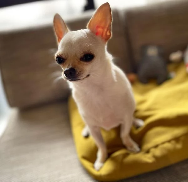 magnifica cucciola di chihuahua, disponibile per adozione,, 