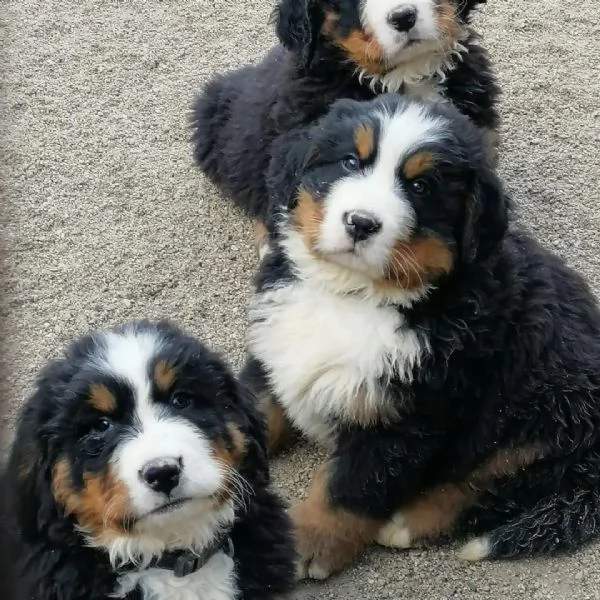 Simpatici cuccioli di montagna bernese 
