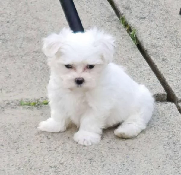 regalo : adorabili cuccioli di maltese toy