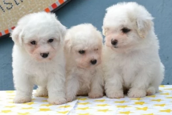 Regalo maltese toy cuccioli disponibile per l'adozione