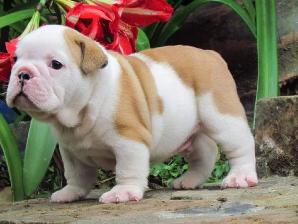 cucciolo di bulldog inglese