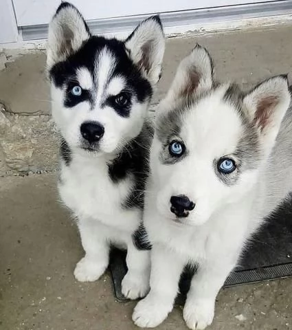 Cuccioli di husky siberiano disponibili per la vendita
