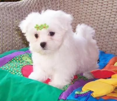 Vendo cuccioli di maltese