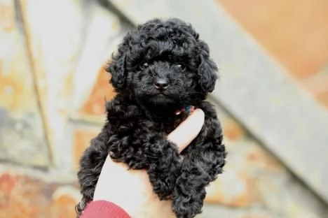 Cuccioli di barboncino qui in vendita