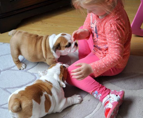 Vendita cuccioli di bulldog inglese