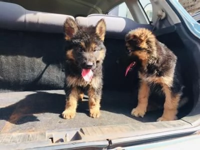 Vendita cuccioli di pastore australiano