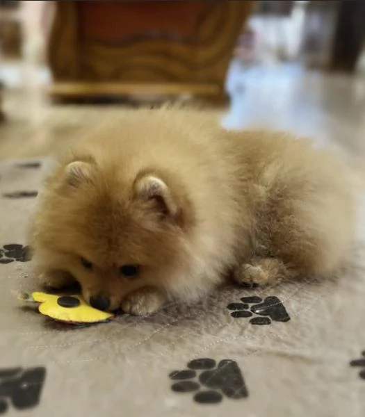Bellissimi cuccioli di Pomerania | Foto 2