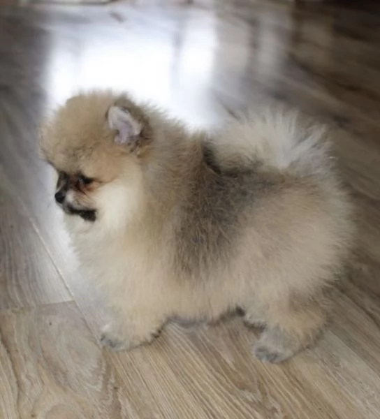 Bellissimi cuccioli di Pomerania | Foto 1