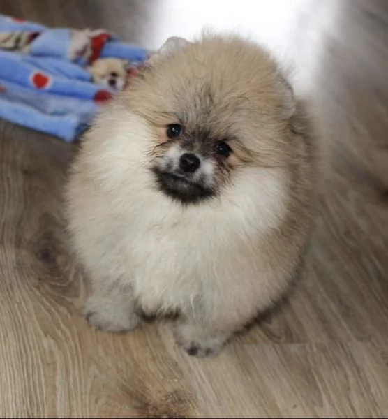 Bellissimi cuccioli di Pomerania | Foto 0