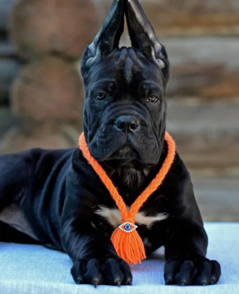 Cuccioli di razza Cane Corso | Foto 3