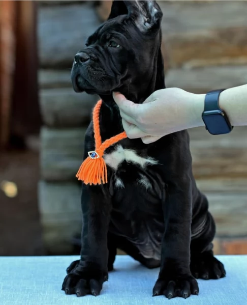 Cuccioli di razza Cane Corso | Foto 2