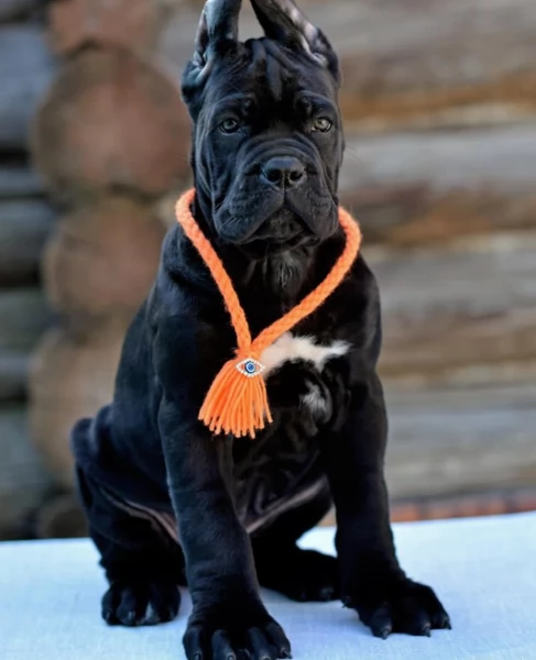Cuccioli di razza Cane Corso | Foto 1