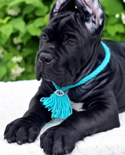 Cuccioli di razza Cane Corso | Foto 0