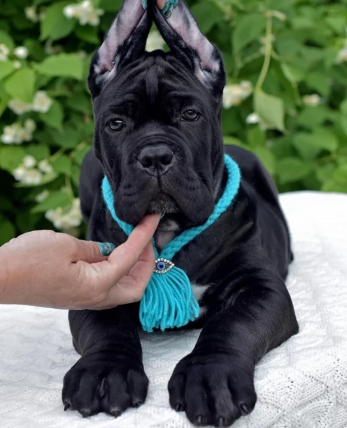 Cuccioli di razza Cane Corso