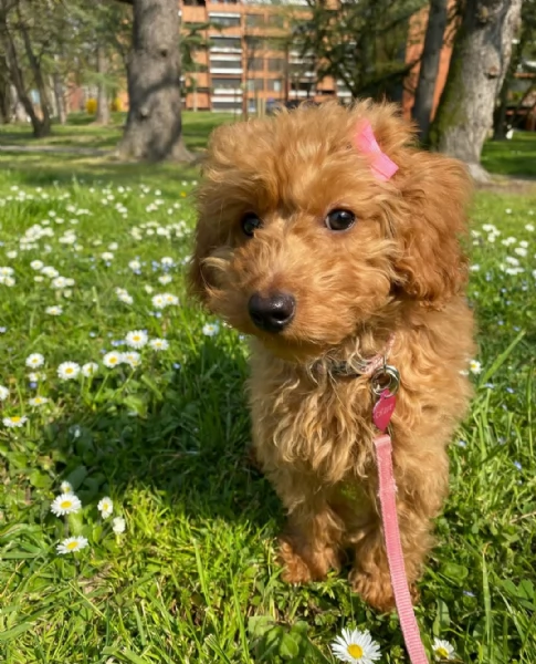 regalo cuccioli barboncino di 90 giorni nata e svezzata in ambiente familiare. viene munita di docum