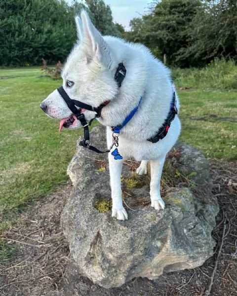 regalo siberian husky con pedigree consegna con : libretto sanitario, vaccini certificati dal veteri