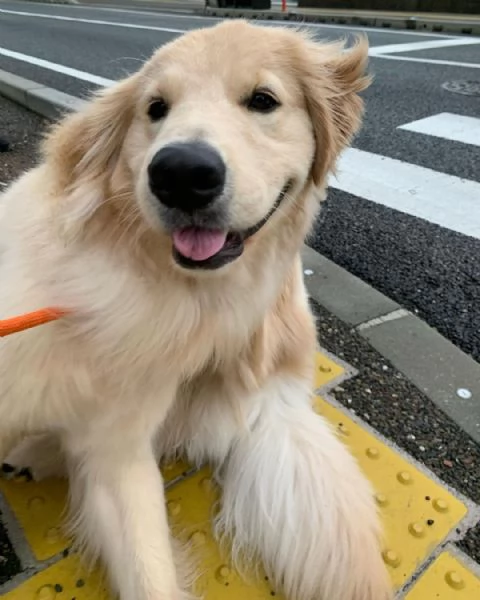regalo golden retriver cuccioli abbiamo disponibili cuccioli con garanzia,almeno 2 vaccinazioni, mic
