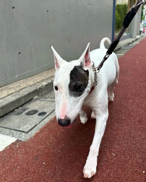 regalo cuccioli di razza bull terrier consegna con il libretto sanitario,  il michrochip, vaccinati 